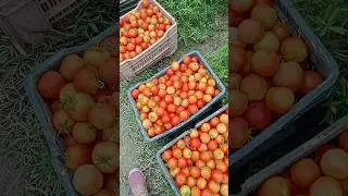 finely 900 rupees pr crate 😃#viral #farming #farminglife #hindudeity #youtubeshorts #farmerslife