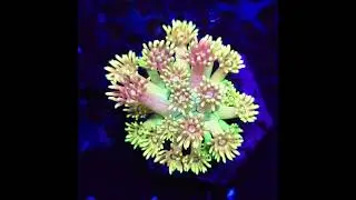 #goniopora #korallen #marineaquarium #meerwasseraquaristik #reef #reeftank