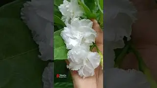 Double Chandni plant care #flowers #chandni #jasmine #garden #gardening #plants #shorts #viral