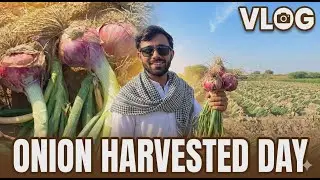My BIG Onion Harvest Day! 🧅 VLOG from the Field