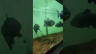 Zoo Dehradun part 2 #aquarium #cactussucculents #dehradun #uttarakhand
