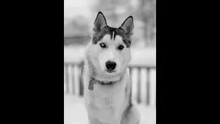 Are Siberian Huskies Good Family Dogs? A Comprehensive Guide