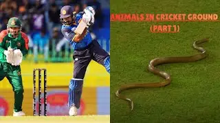 UNEXPECTED VISITOR: 🐍 SNAKE JOINS LPL MATCH, #cricket #viral #trend #snake #india |