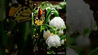Не принц, 2014 года. Автор стихов Дашиев Саян Ильич.