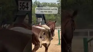 The wind, the bad sound systems, the dust - it&rsquo;s all part of the experience #equestrian #horseshow