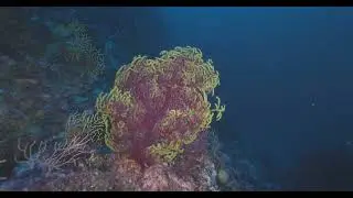Immersione Tecnica - Secca di Gioia, Isola di Zannone, Ponza