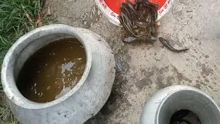 Unbelievable! A single pitcher trap caught so many fish.