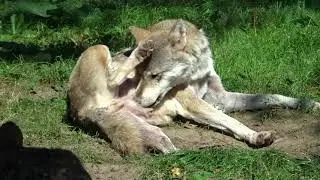 Wolves' Personal Grooming Styles:  in summer (HD),  Wolf Fellpflege, Loup toilettage