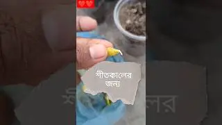 Easy technique to easily grow seedlings from seeds in winter #shortvideo #farming #garden #agricu...
