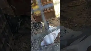 kalpet kabooter #kbooter #video