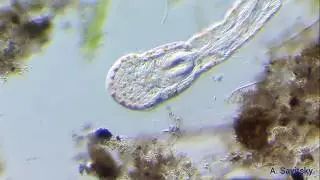 Червь Aeolosoma поедает частицы ила. \ Aeolosoma eats silt particles.