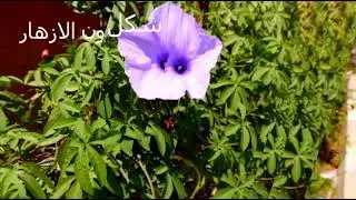 كيف تفرق بين نباتات الزينة المتسلقة ست الحسن والاموفاين