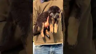 8810623046 German Shepherd available, trained shots grooming training tips vaccination booking#viral