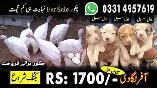 guineafowl breeder pair/chakoor/Golden misri egg laying hens/aseel murgi/Love birds|javas|cockatiels