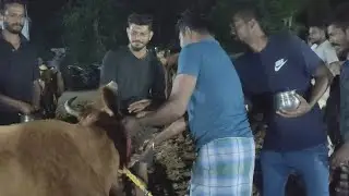 2026மாட்டு பொங்கல் விழா / PONGAL /@mamu-ammu51021 