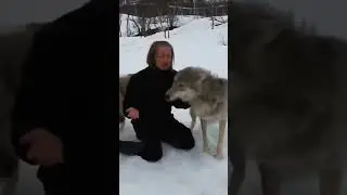 Волки 4 года не видели девушку, которая за ними ухаживала