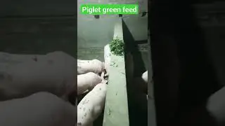 Why Green Feed is a Game-Changer for Pig Farming