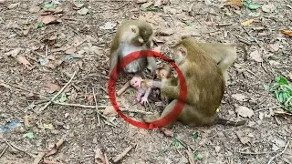 Blood-Curdling Screams! What is Happening to this Helpless Baby Monkey?! 😭
