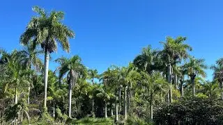 Действительно ли королевские пальмы произрастают во Флориде?