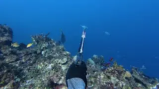 Diving And Hunting Food After Hurricane Melissa