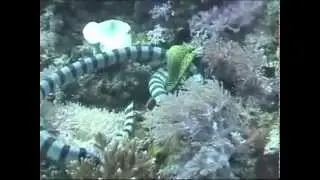 Coral Vivo