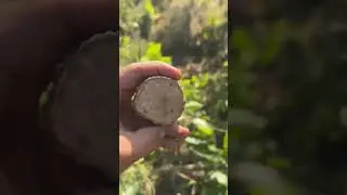 कफि को बोट कसरि काट्छाट् गर्ने ,गबरा लगेको रुख कसरि थाहा पाउने 🥰🥰