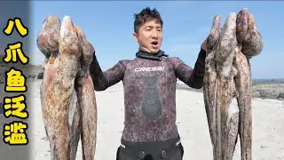 这中东的八爪鱼简直叫着泛滥，但在捕抓过程中，女队友却不幸被大腿粗的海鳗给咬伤！#八爪鱼 #抓龙虾 #海鳗 #outdoors #赶海 #ocean #露营