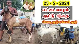 25 - 5 - 2024 / எட்டையாபுரம் சனிக்கிழமை ஆட்டு சந்தை / கொடி ஆடு & வேலி ஆடு / @tamilvivasayi