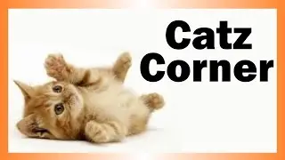 Catz Corner - My Schedule & High School Experience