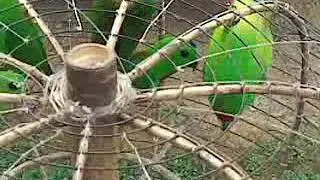 Burung entelit (nuri bayan)  sangat lucu