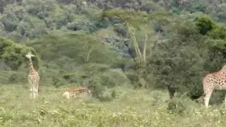 A herd of Masai Giraffes