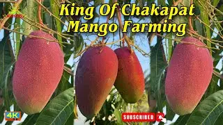 King of Chakapat Mango Farming in india original plant available