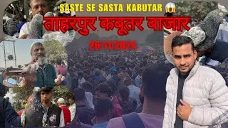 तहारपुर कबूतर बाजार Tharpur Kabootar bajar 26/11/2024