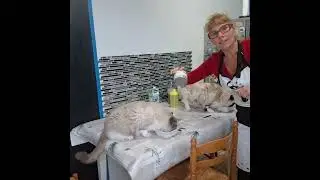Vive la p&acirc;t&eacute;e pour chat ou vive les lentilles qui mement a la p&acirc;t&eacute;e loll
