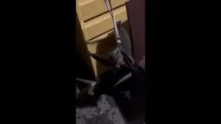 Bat gate-crashes wedding sending six to hospital