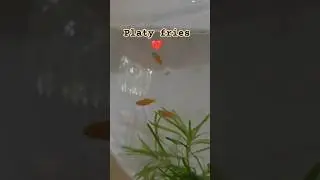 cutie 🥰 platy fries in fish bowl tank #fish #trending #dude #yashicasworld #viral #fishtank