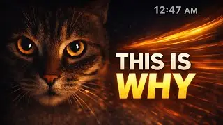 Why Do Cats Get Zoomies at Night?