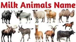 Milk Giving Animals Name | Learn Milk Producing Animals with Pictures for Kids in English & Hindi