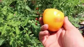 Free Groceries From Our Living Produce Aisle
