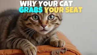 7 Secret Reasons Why Your Cat Steals Your Seat (Hilarious and Factual Breakdown For Cat Lovers)