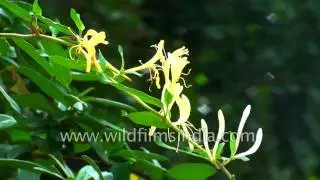 Lonicera japonica, a climbing woody vine of the honeysuckle family
