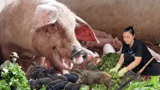 Wild Pig vs Commercial Pig Farming: The Best Cheap and Nutritious Feed Revealed #pigfarming