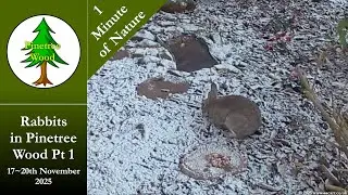 Rabbits in Pinetree Wood - Nov 17th~20th 2025