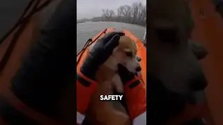 City Under Flood! Man Breaks Window to Save Trapped Dog From Drowning 🌊🐕