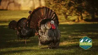 The Turkeys of South Park | South Park Heritage Experience