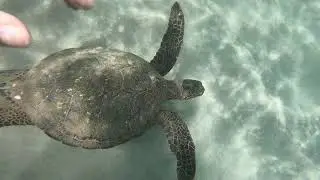 Swimming with turtle
