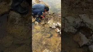 Fishing Rod | Fishing Videos | Fishing Trout | Fishing in River | Fishing in Japan #shorts #fishing