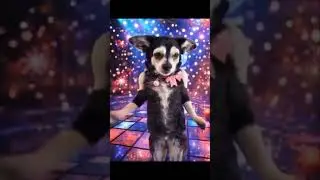 Жужа рвёт танцпол. #funnyvideos #юмор #dancingdogs