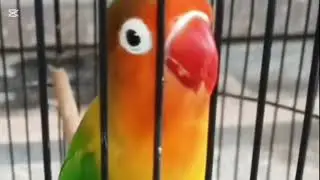 Lovebird ngekek panjang dengan variasi isian terbaik dan tembakan mewah 16 Desember 2025