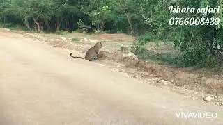 leopard Yala national park !!!